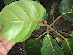 Moraceae