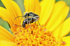 Brachysomida californica