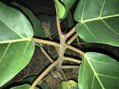 Moraceae