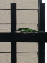 Anolis carolinensis