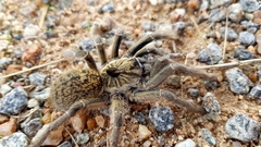 Ceratogyrus marshalli