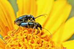 Brachysomida californica