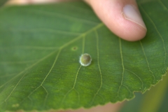 Caryomyia cilidolium