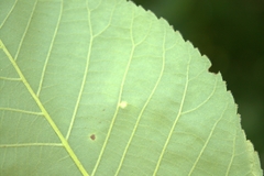 Caryomyia cilidolium