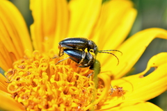 Brachysomida californica
