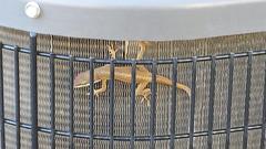 Anolis carolinensis