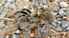 Ceratogyrus marshalli