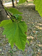 Platanus × hispanica