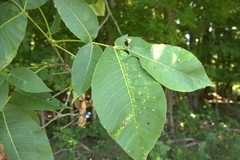Caryomyia cilidolium