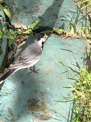 Motacilla alba