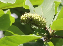 Magnolia obovata