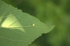 Celticecis pyriformis