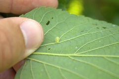 Celticecis pyriformis