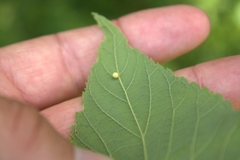 Celticecis pyriformis