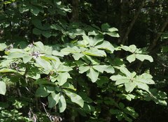 Magnolia obovata