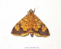 Portentomorpha xanthialis