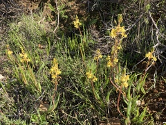 Bulbine alooides