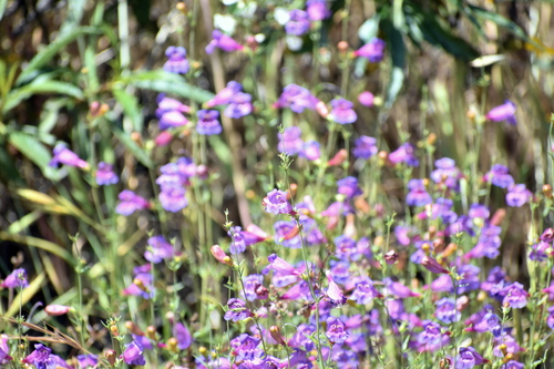 Penstemon heterophyllus