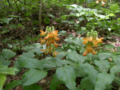 Lathyrus aureus