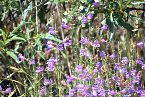 Penstemon heterophyllus