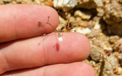 Nemacladus orientalis