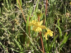 Bulbine alooides