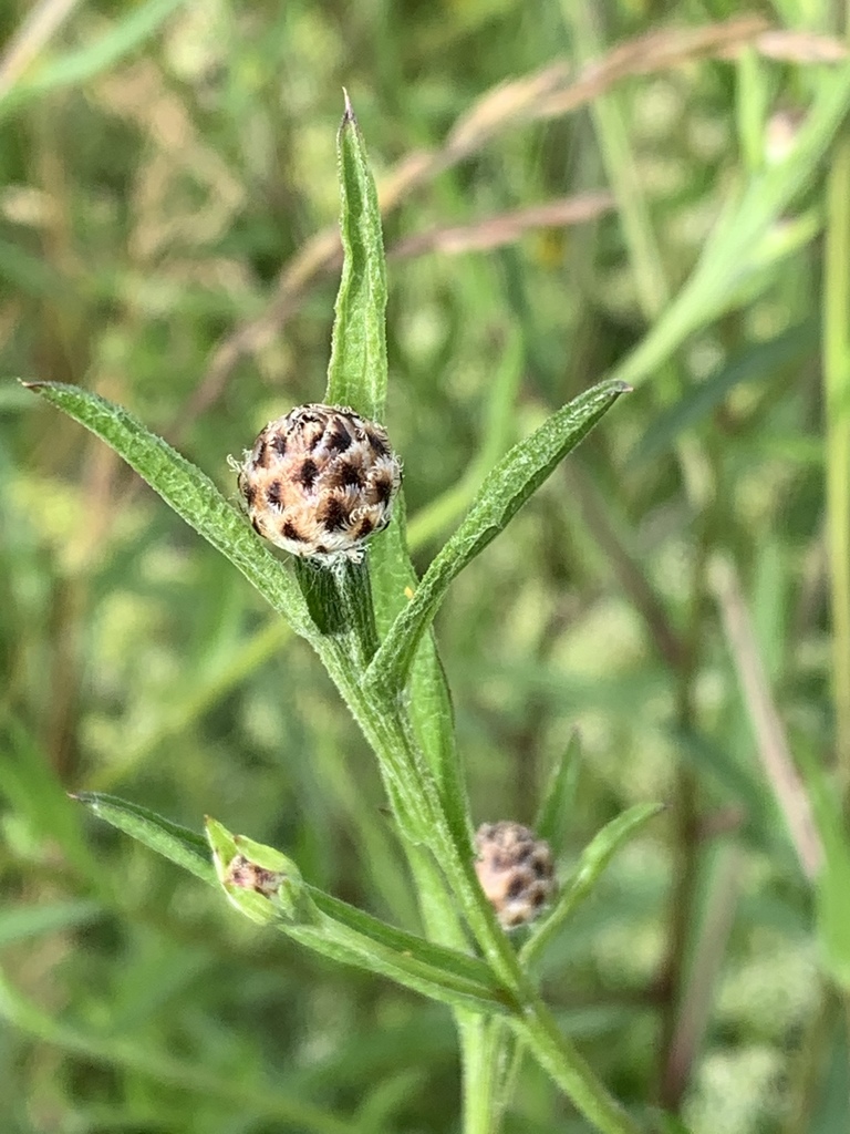 Common Knapweed Complex