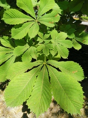 Aesculus hippocastanum