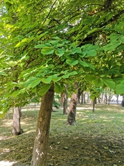 Aesculus hippocastanum