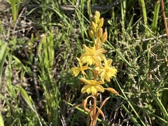 Bulbine alooides
