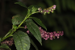 Phytolacca thyrsiflora