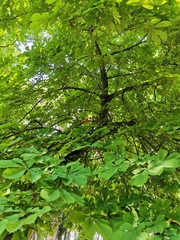 Aesculus hippocastanum