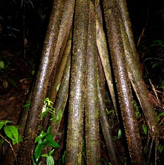 Socratea