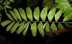Socratea