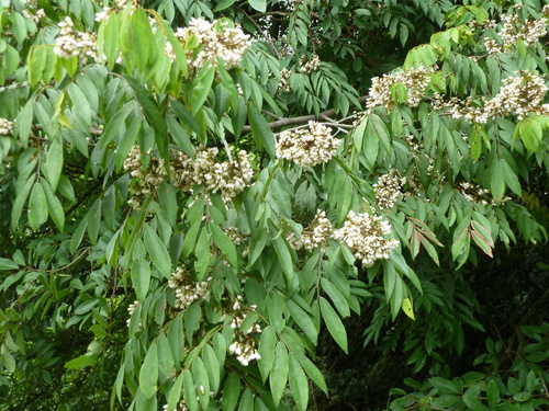 Dalbergia oblongifolia · iNaturalist