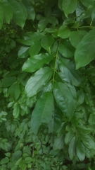 Rhamnus davurica