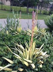 Yucca filamentosa variegata