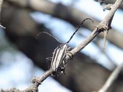Sphaenothecus trilineatus
