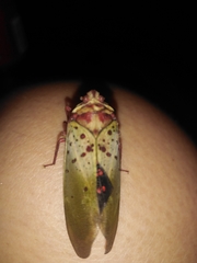 Copidocephala guttata