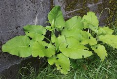 Cardiocrinum cordatum
