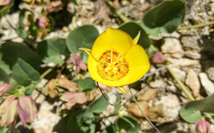 Calochortus concolor