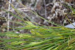 Carex sychnocephala