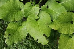 Cardiocrinum cordatum