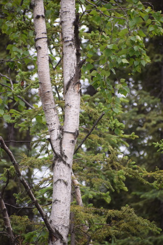 Image of Betula neoalaskana by (c) Syd Cannings, some rights reserved (CC BY)