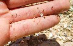 Nemacladus orientalis