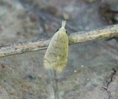 Dichomeris punctidiscellus