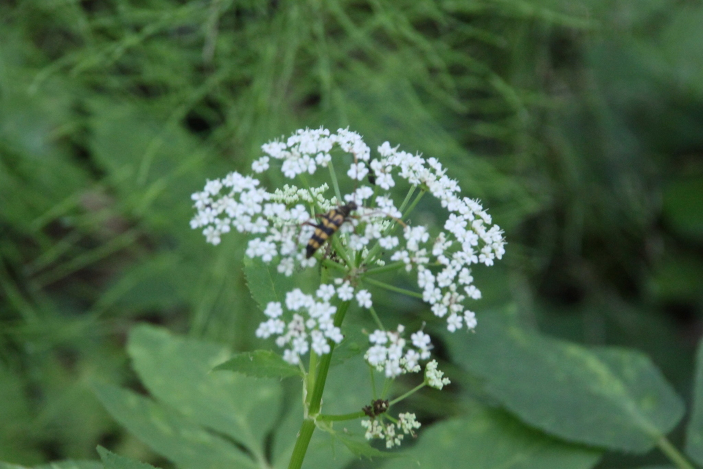 Leptura annularis