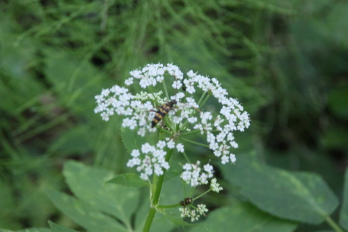 Leptura annularis