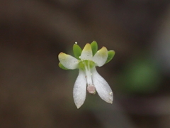 Nemacladus capillaris