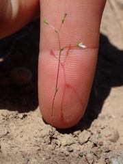 Nemacladus capillaris